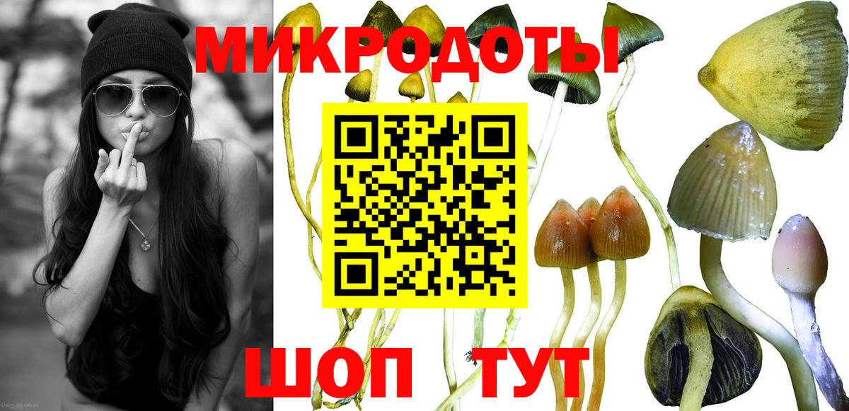 Псилоцибиновые грибы Cubensis Луга